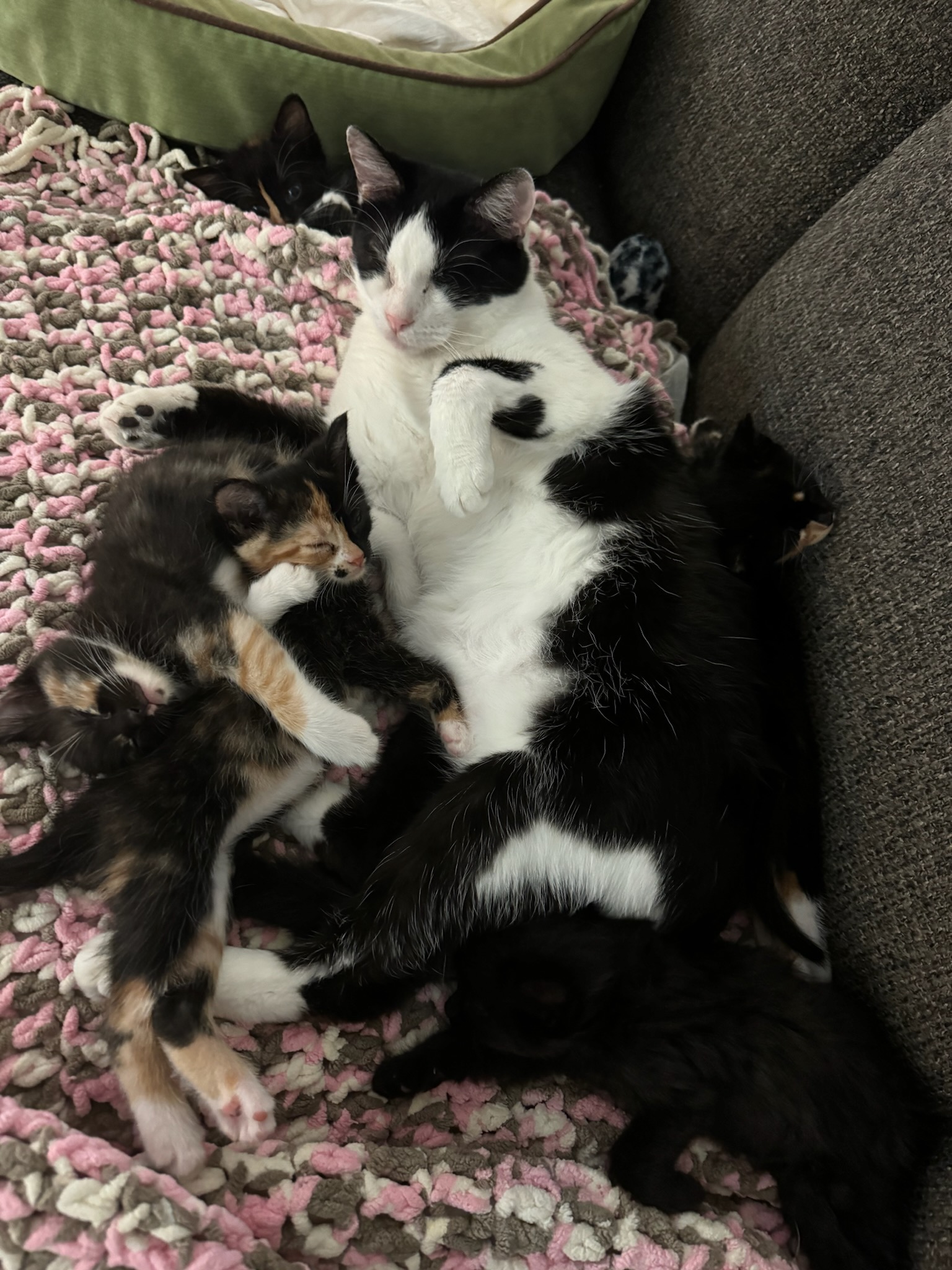 Bob, a Adoptable Tuxedo in Mission, KS image 2/6