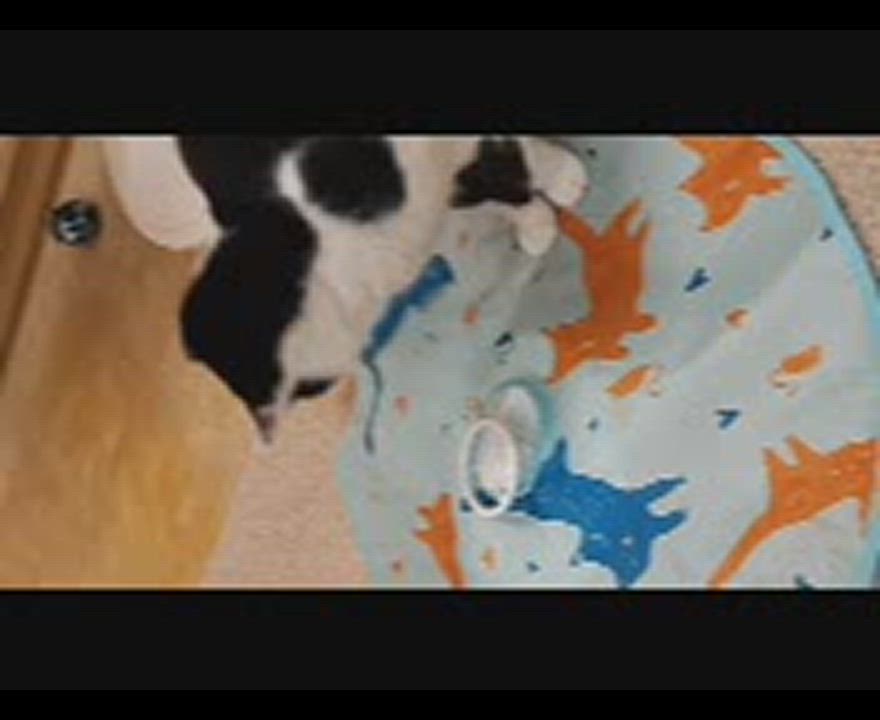 Enlarge Bob, a Adoptable Tuxedo in Mission, KS video 6/6