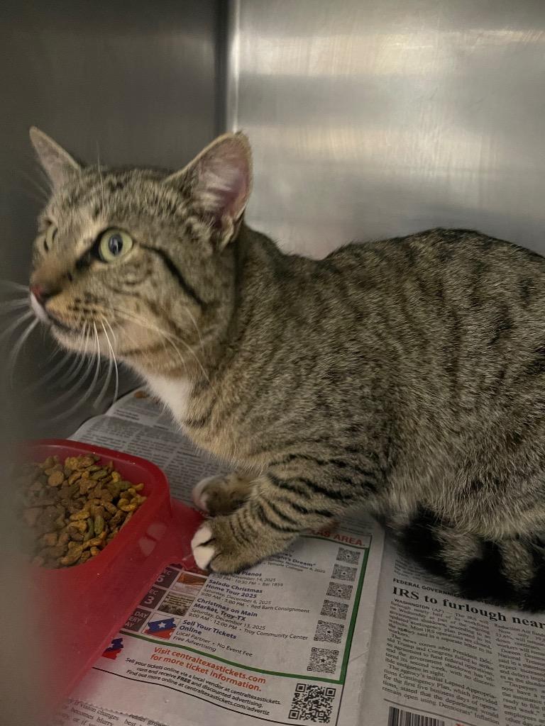 Lofa, Adoptable, Young Male Domestic Short Hair.