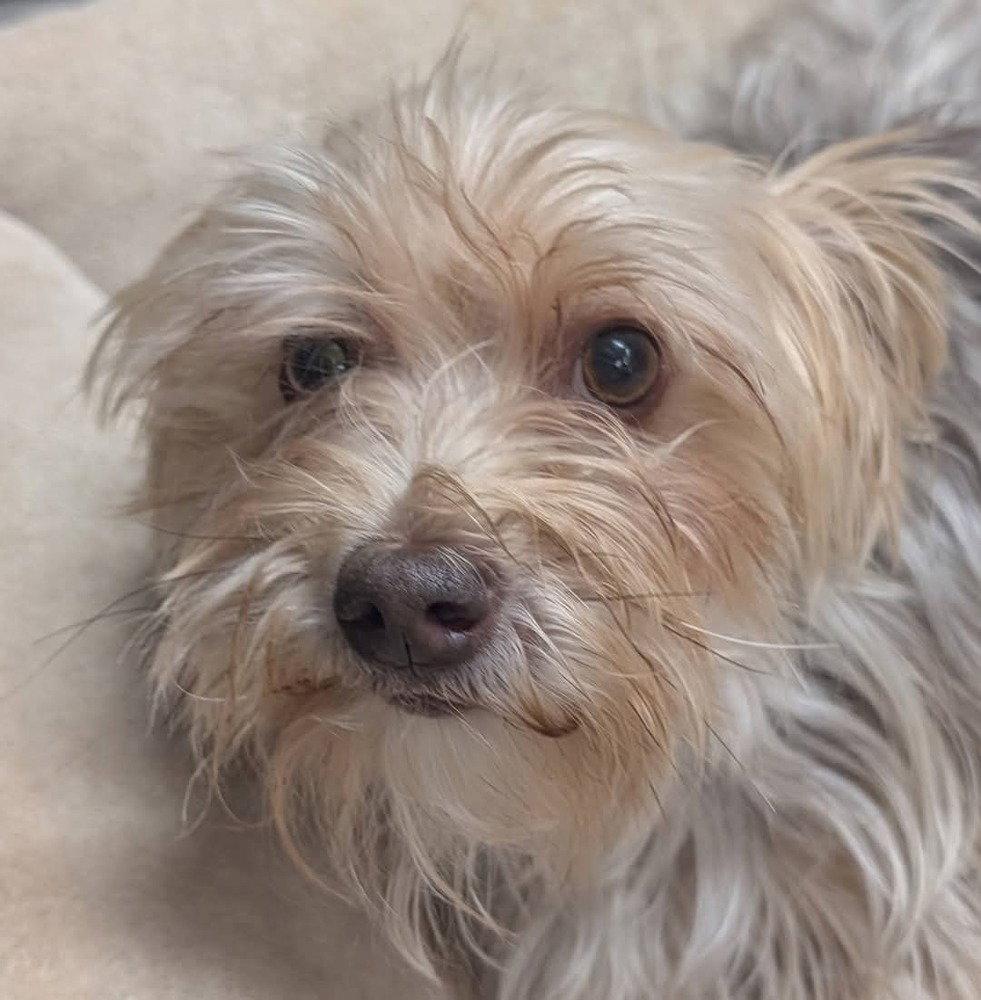 Luna, Adoptable, Adult Female Yorkshire Terrier.