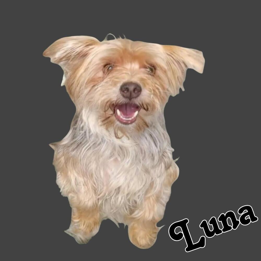 Luna, a Adoptable Yorkshire Terrier in Caldwell, NJ image 2/2