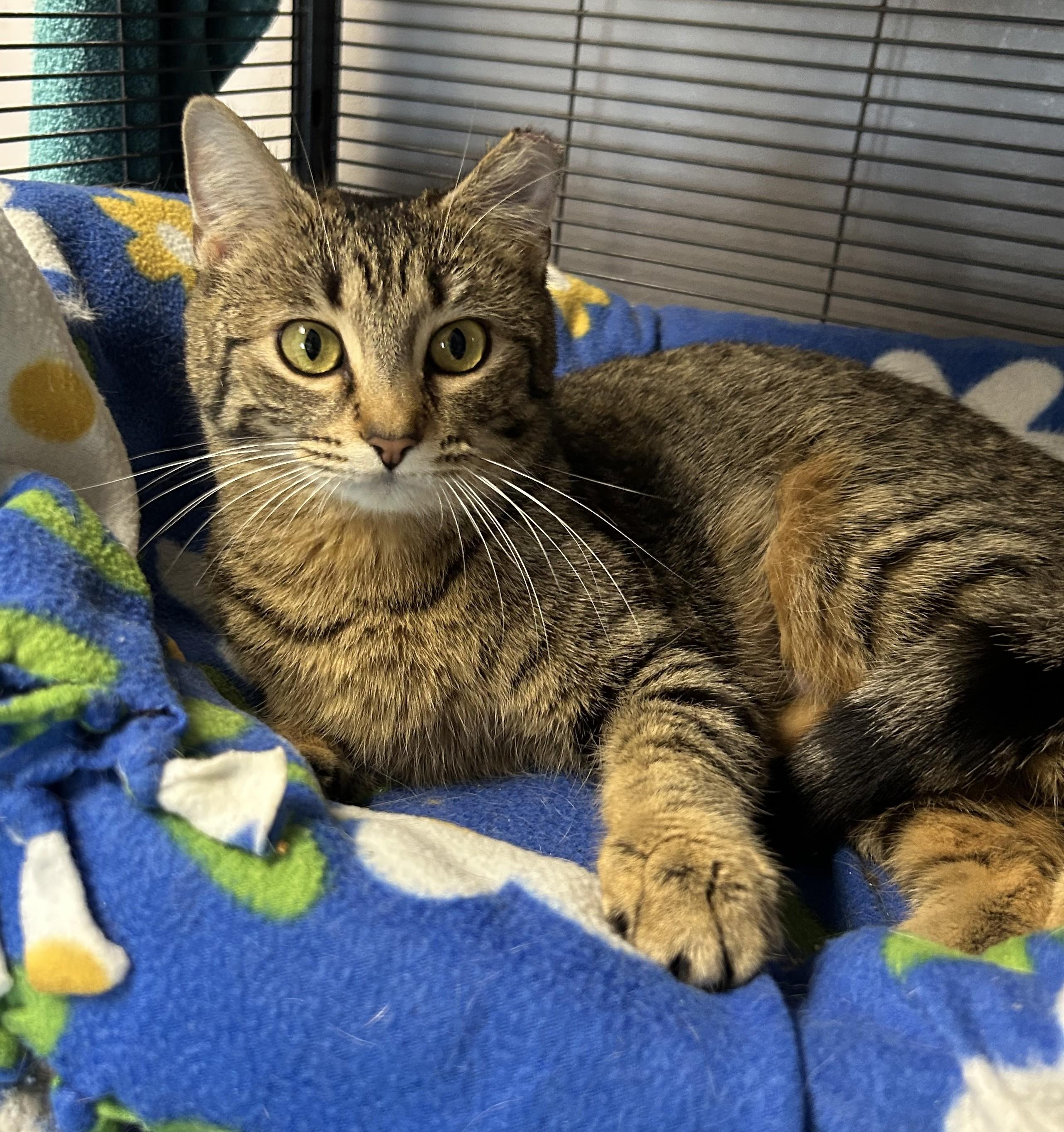 Enlarge Leah, a Adoptable Tabby in Columbus, OH image 5/6