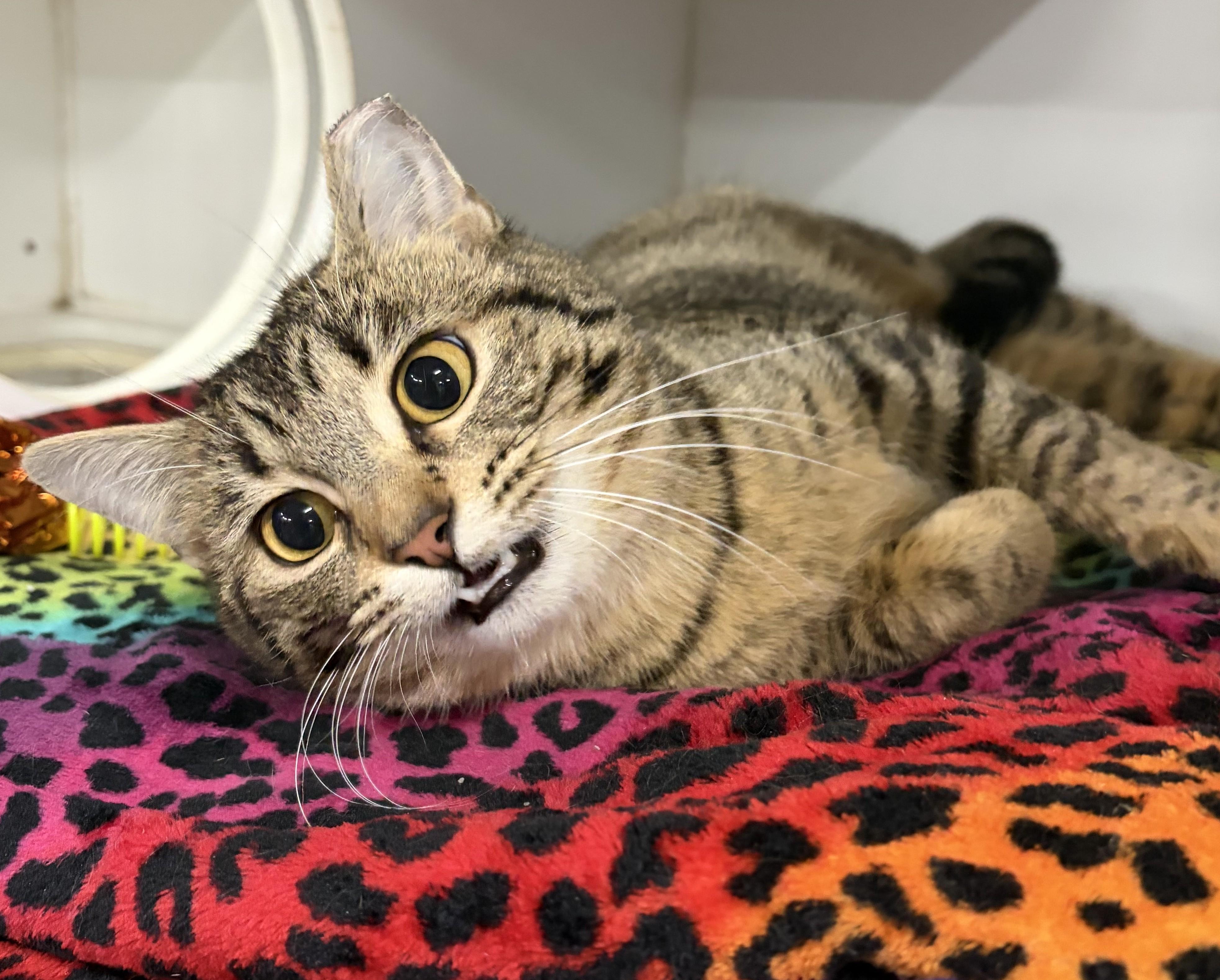 Enlarge Leah, a Adoptable Tabby in Columbus, OH image 2/6