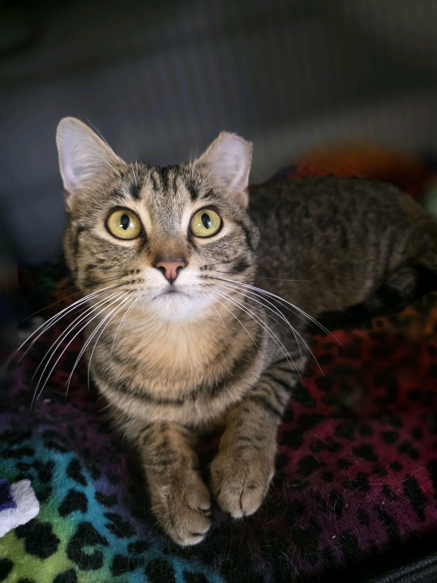 Leah, Adoptable, Young Female Tabby.