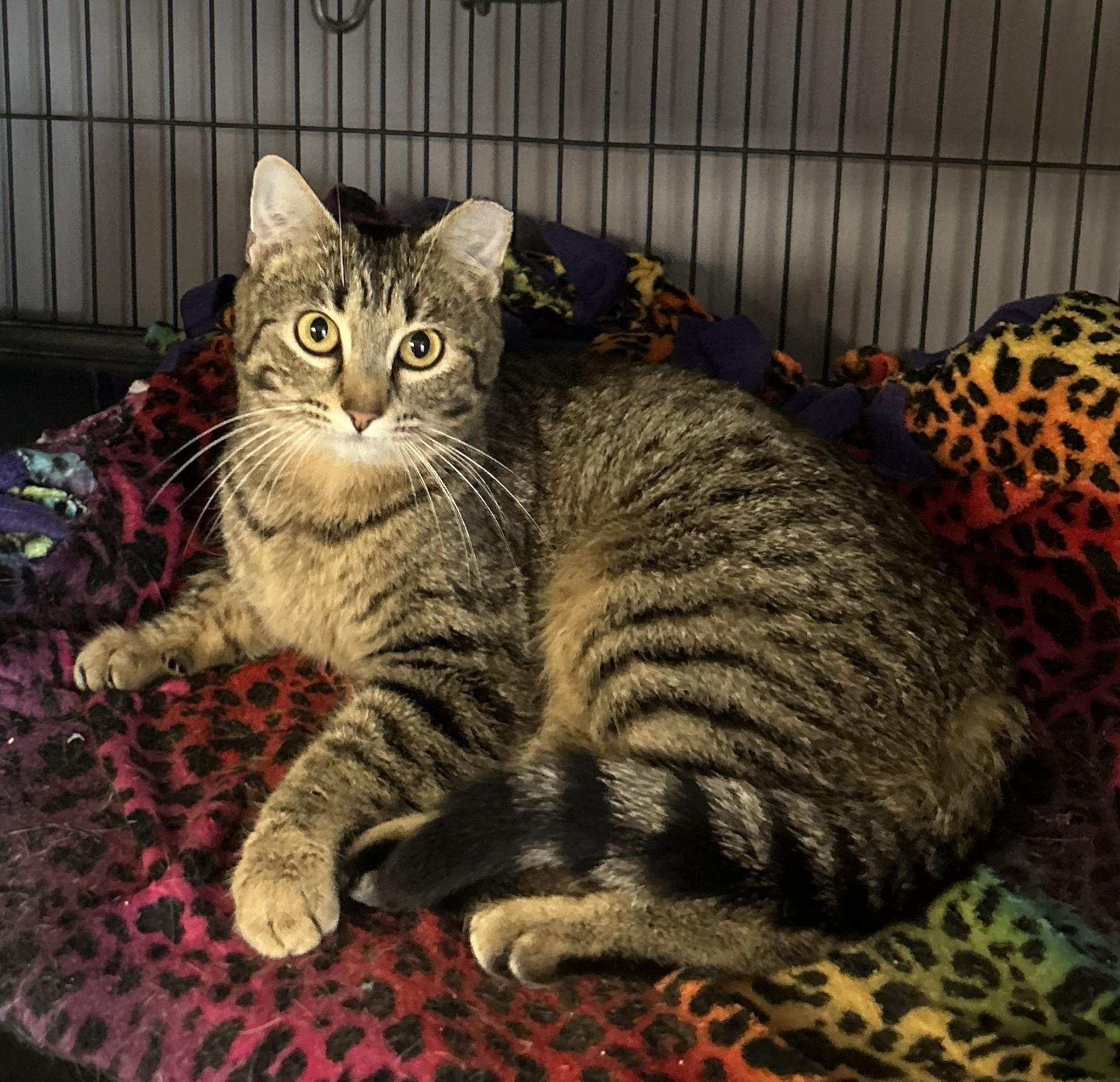 Enlarge Leah, a Adoptable Tabby in Columbus, OH image 6/6