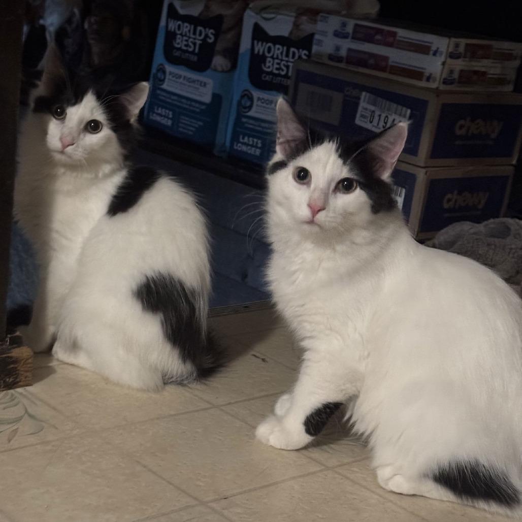 Spearfish C10194, Adoptable, Young Female Domestic Medium Hair.