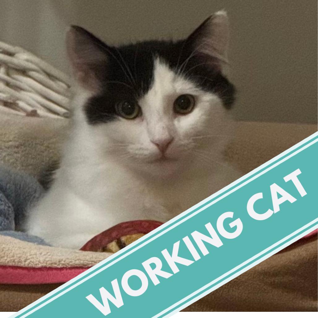 Enlarge Spearfish C10194, a Adoptable Domestic Medium Hair in Princeton, MN image 2/6