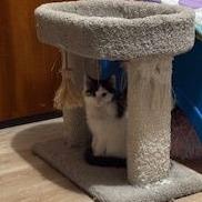 Enlarge Spearfish C10194, a Adoptable Domestic Medium Hair in Princeton, MN image 3/6