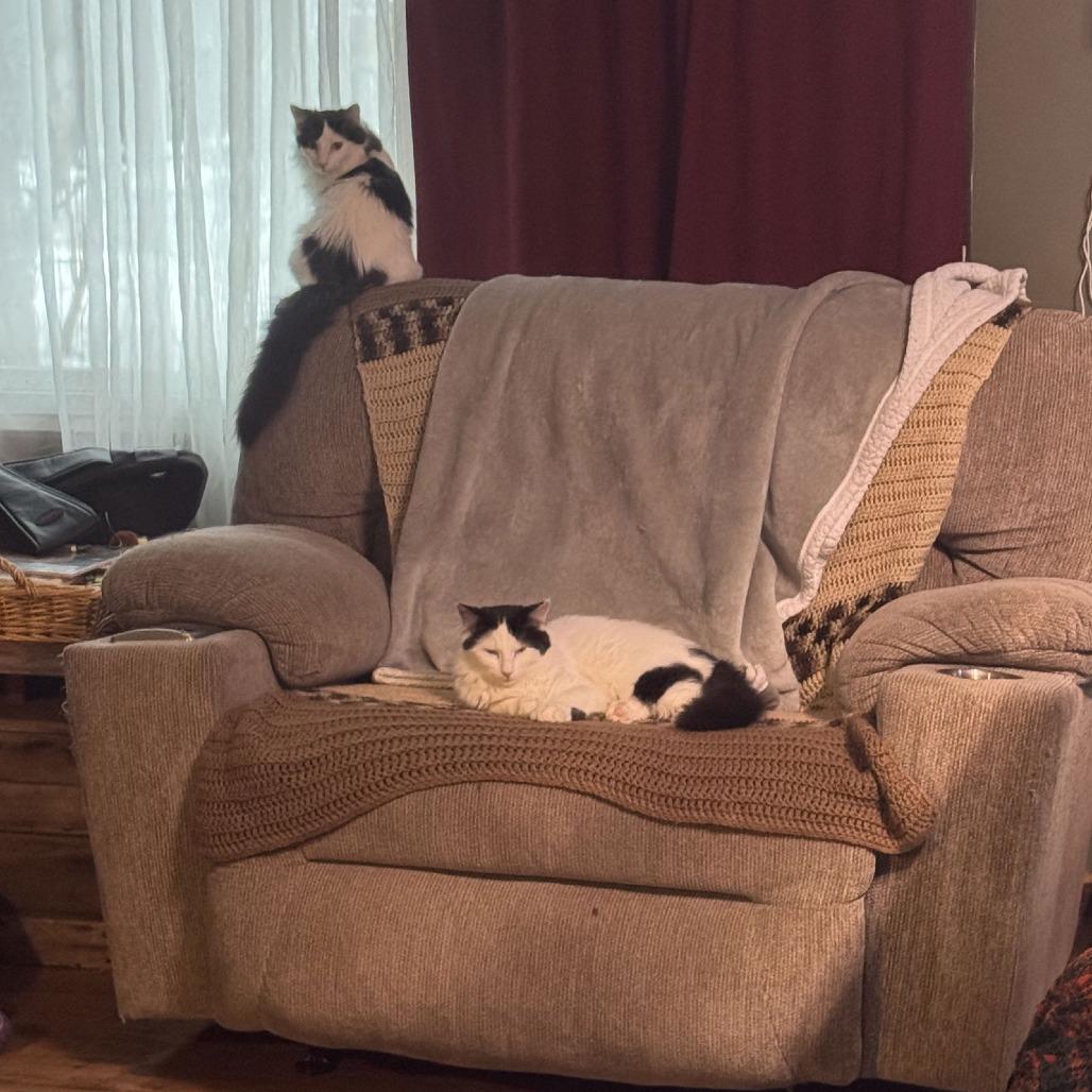 Enlarge Spearfish C10194, a Adoptable Domestic Medium Hair in Princeton, MN image 4/6