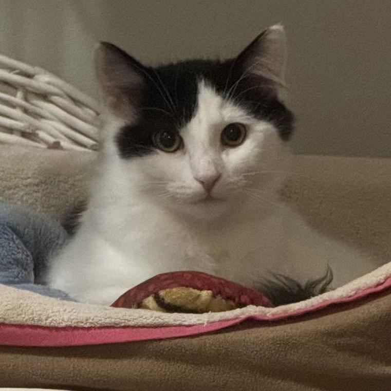 Enlarge Spearfish C10194, a Adoptable Domestic Medium Hair in Princeton, MN image 5/6