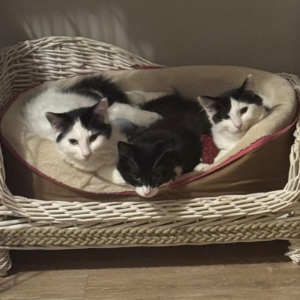 Enlarge Spearfish C10194, a Adoptable Domestic Medium Hair in Princeton, MN image 6/6