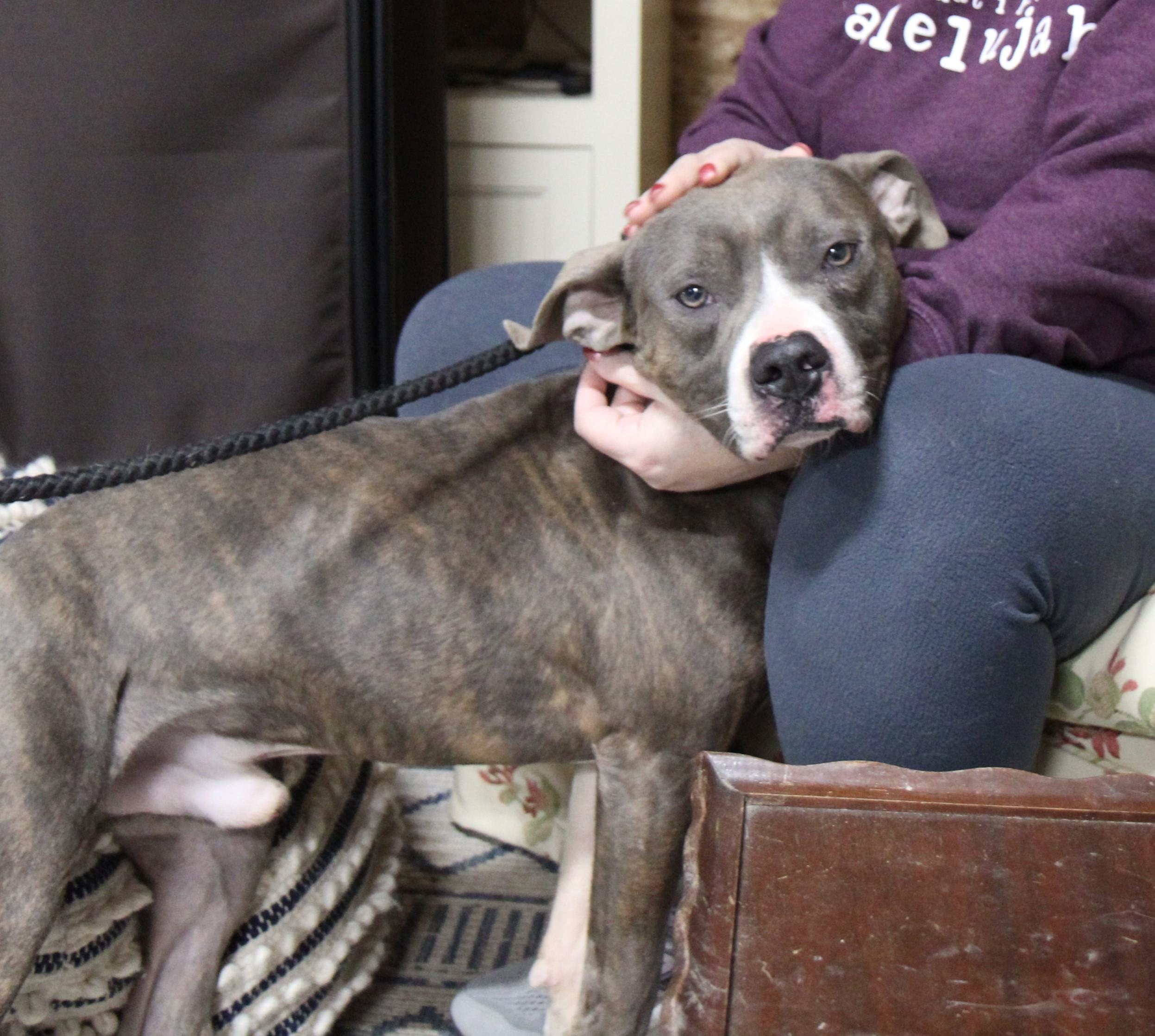 Enlarge Raddix, a Adoptable mixed breed in Plain City, OH image 1/6