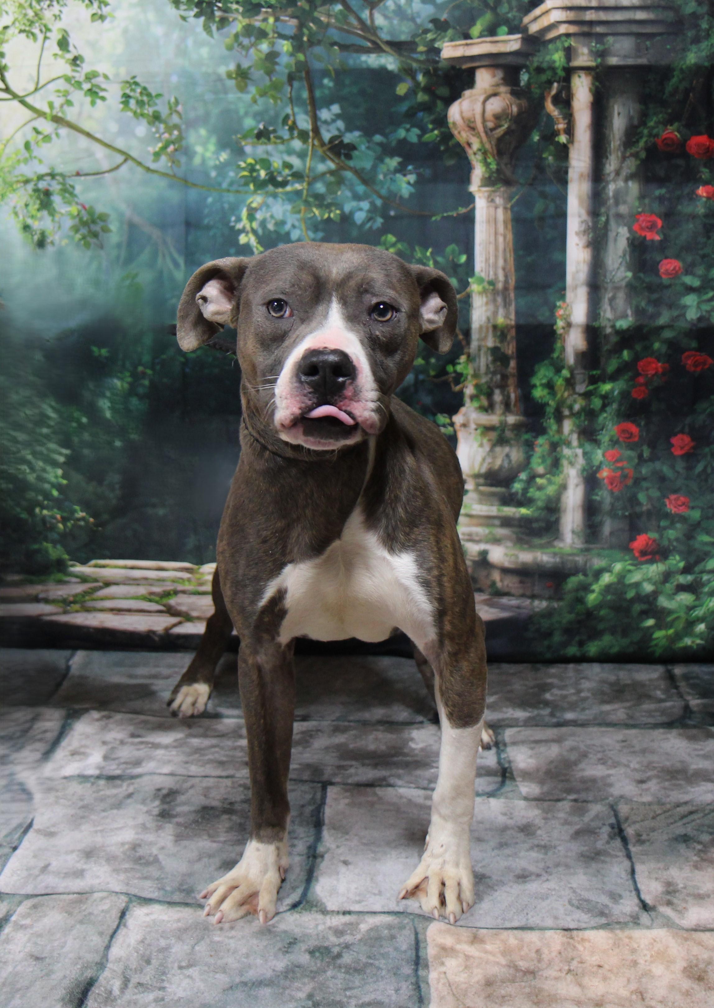 Enlarge Raddix, a Adoptable mixed breed in Plain City, OH image 2/6