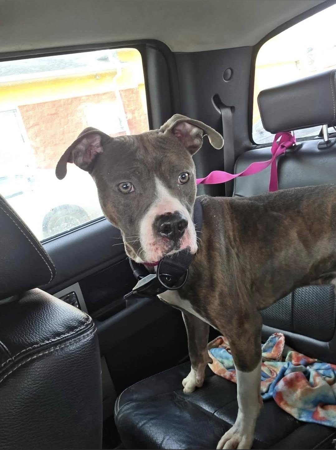 Enlarge Raddix, a Adoptable mixed breed in Plain City, OH image 3/6