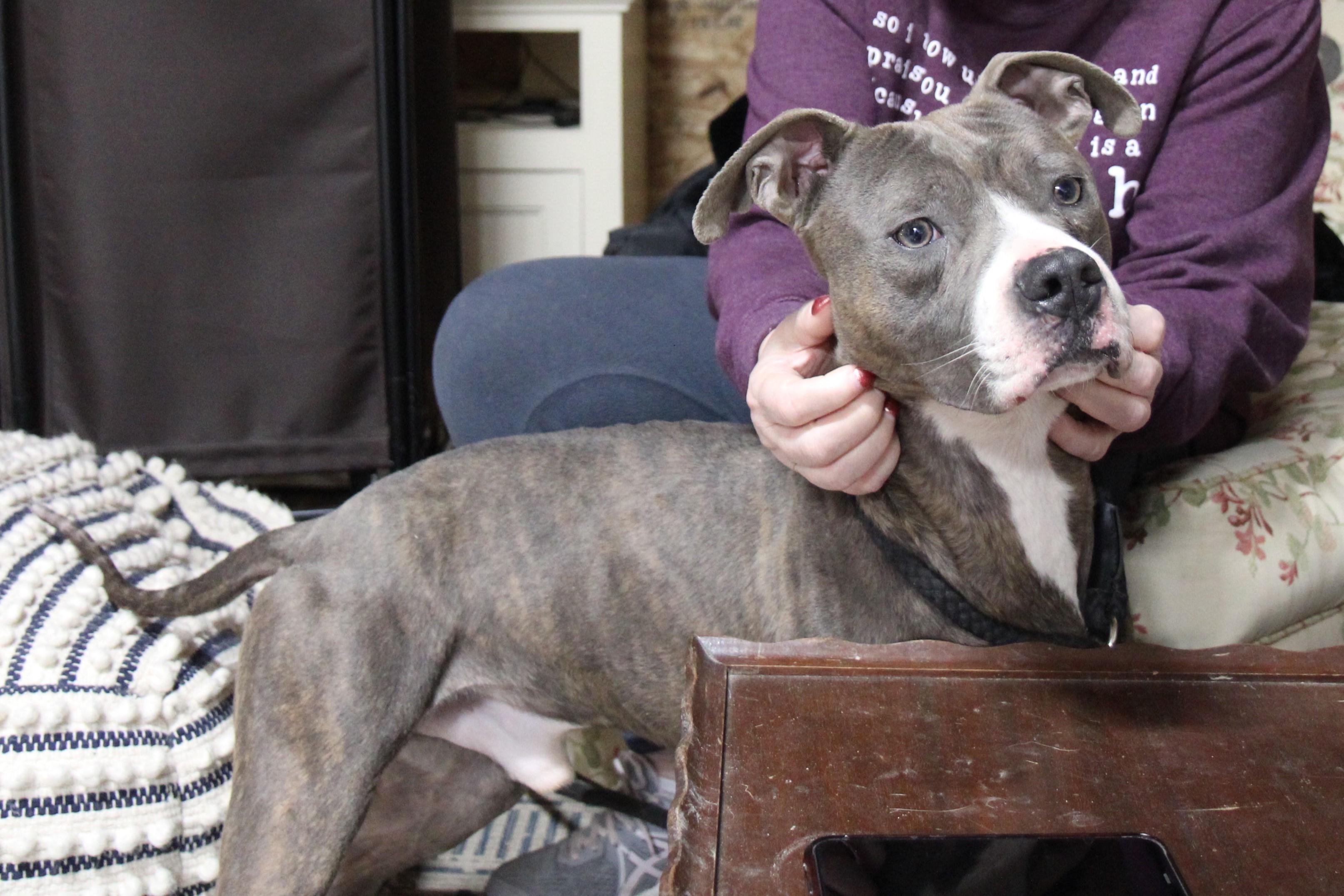 Enlarge Raddix, a Adoptable mixed breed in Plain City, OH image 5/6