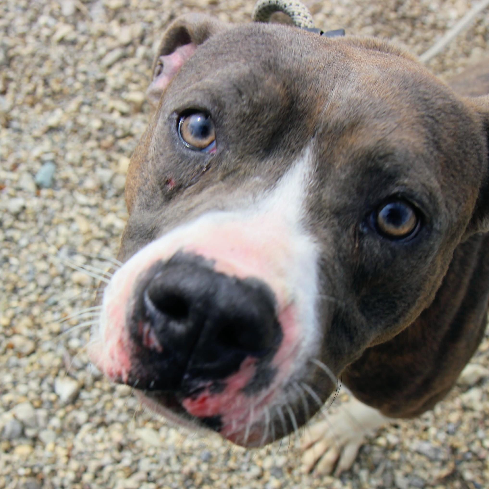 Enlarge Raddix, a Adoptable mixed breed in Plain City, OH image 6/6