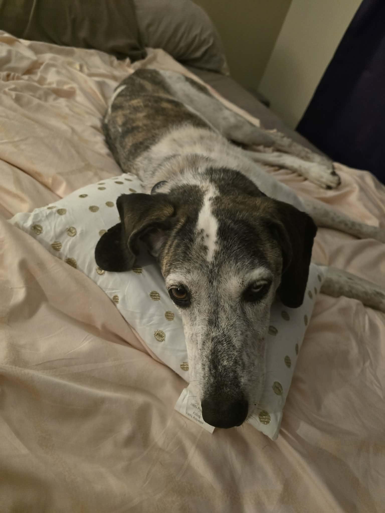 Enlarge Bobby, a Adopted Hound in Springville, NY image 1/3
