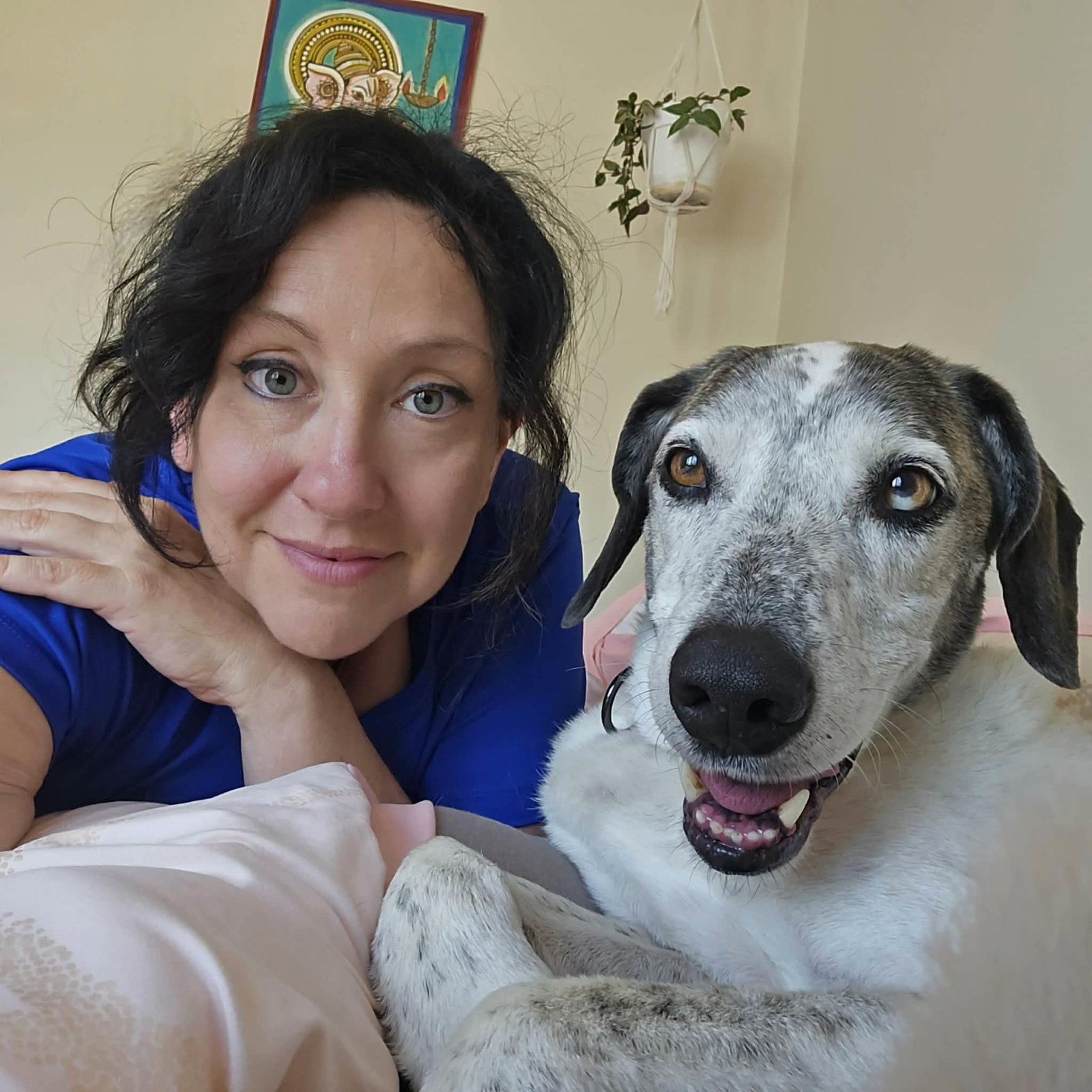 Enlarge Bobby, a Adopted Hound in Springville, NY image 3/3
