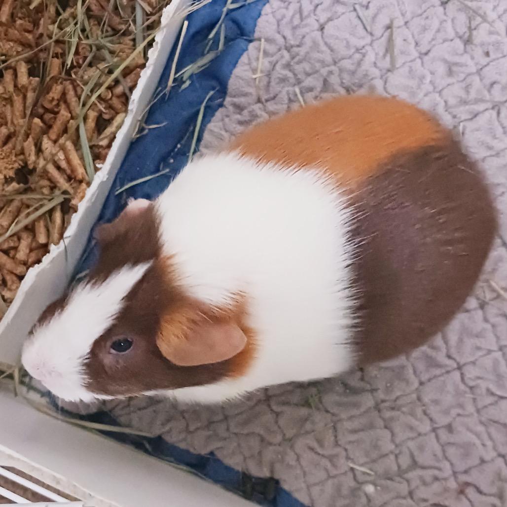 Enlarge Syrup, a Adoptable Guinea Pig in Miami, FL image 1/5