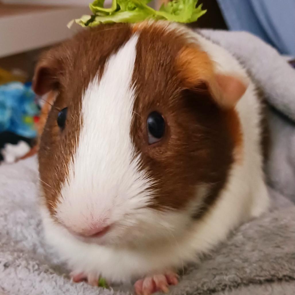 Enlarge Syrup, a Adoptable Guinea Pig in Miami, FL image 2/5