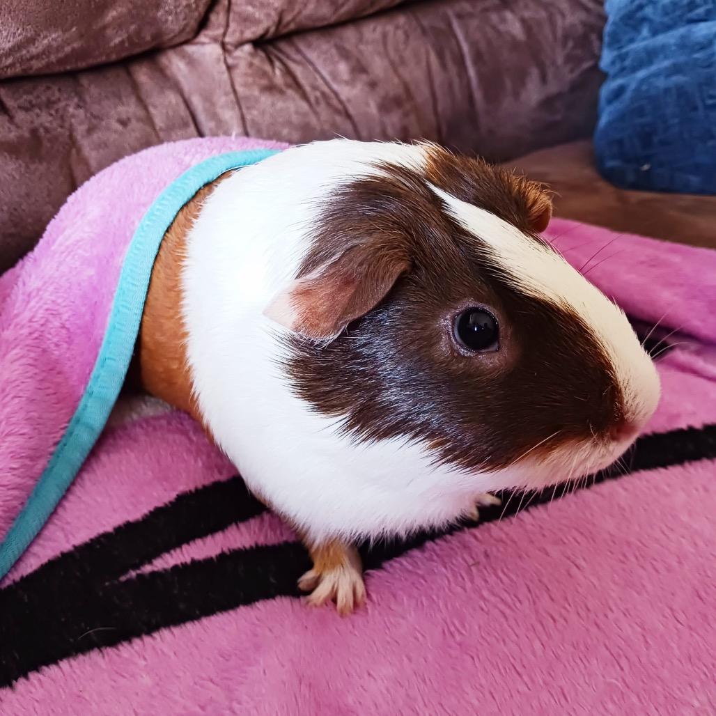 Enlarge Syrup, a Adoptable Guinea Pig in Miami, FL image 3/5