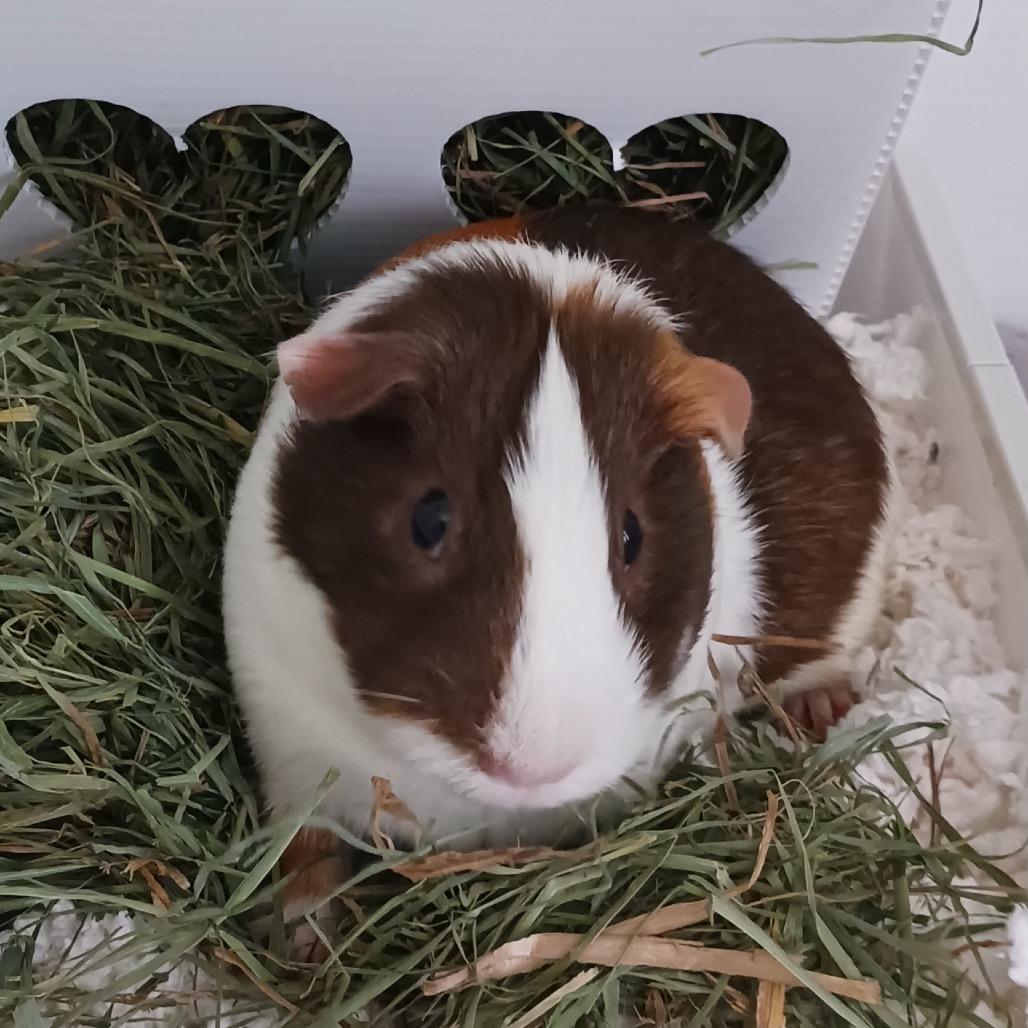 Enlarge Syrup, a Adoptable Guinea Pig in Miami, FL image 5/5