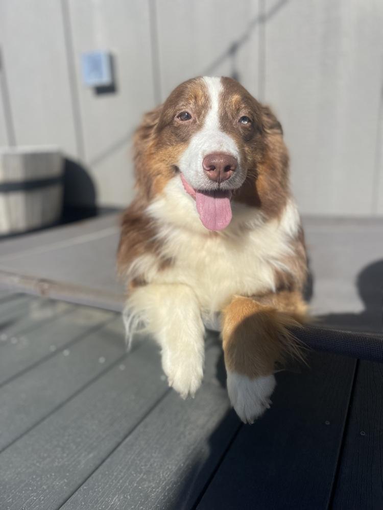 Cici, Adopted, Adult Female Australian Shepherd.