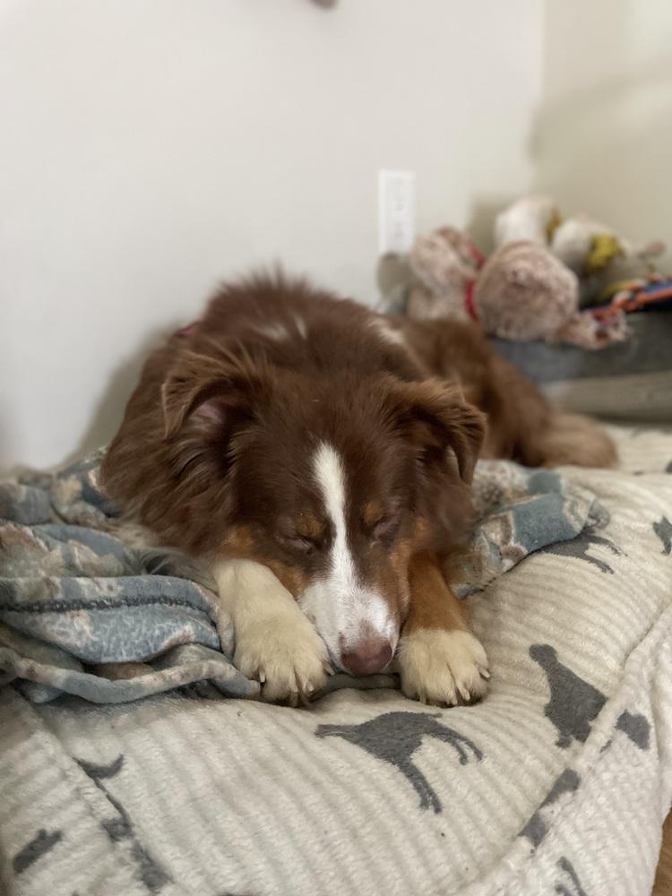 Cici, a Adopted Australian Shepherd in Denver, CO image 2/4