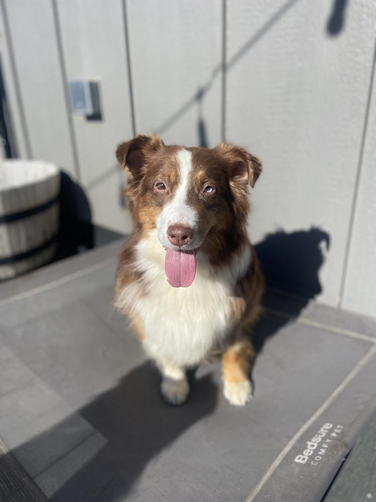 Cici, a Adopted Australian Shepherd in Denver, CO image 3/4