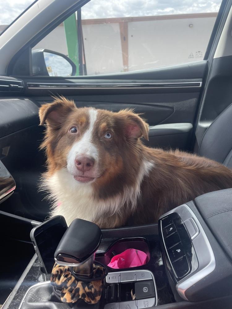 Cici, Adopted, Adult Female Australian Shepherd.