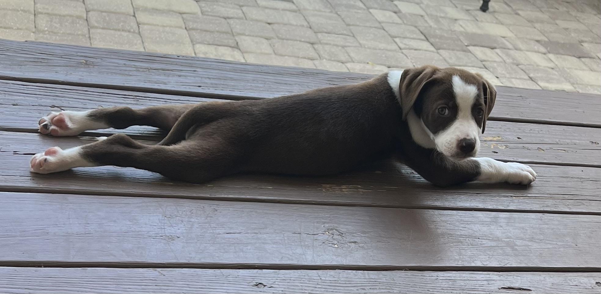 Ellie, a ADOPTABLE mixed breed in St Augustine, FL image 5/5