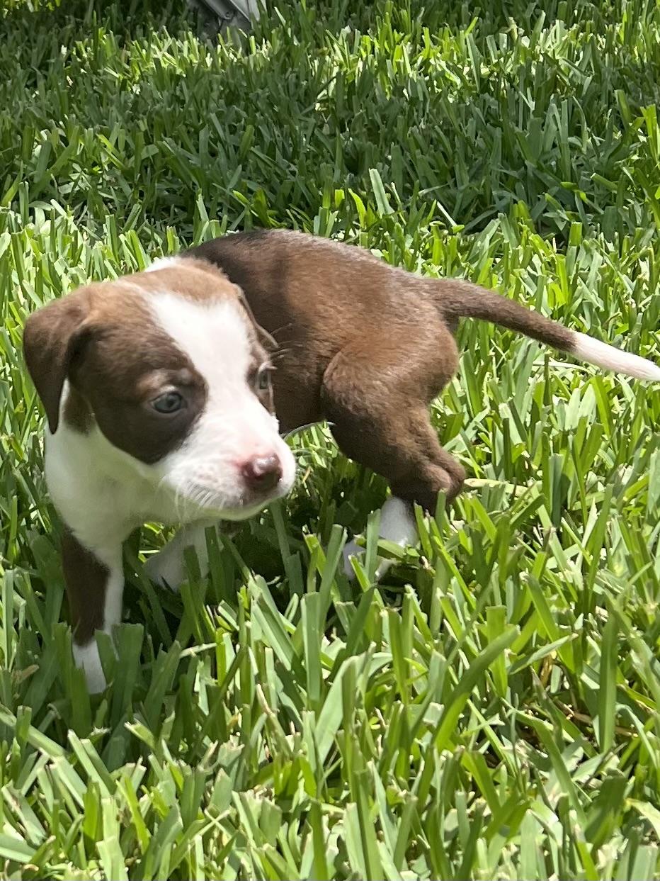Ellie, a ADOPTABLE mixed breed in St Augustine, FL image 4/5