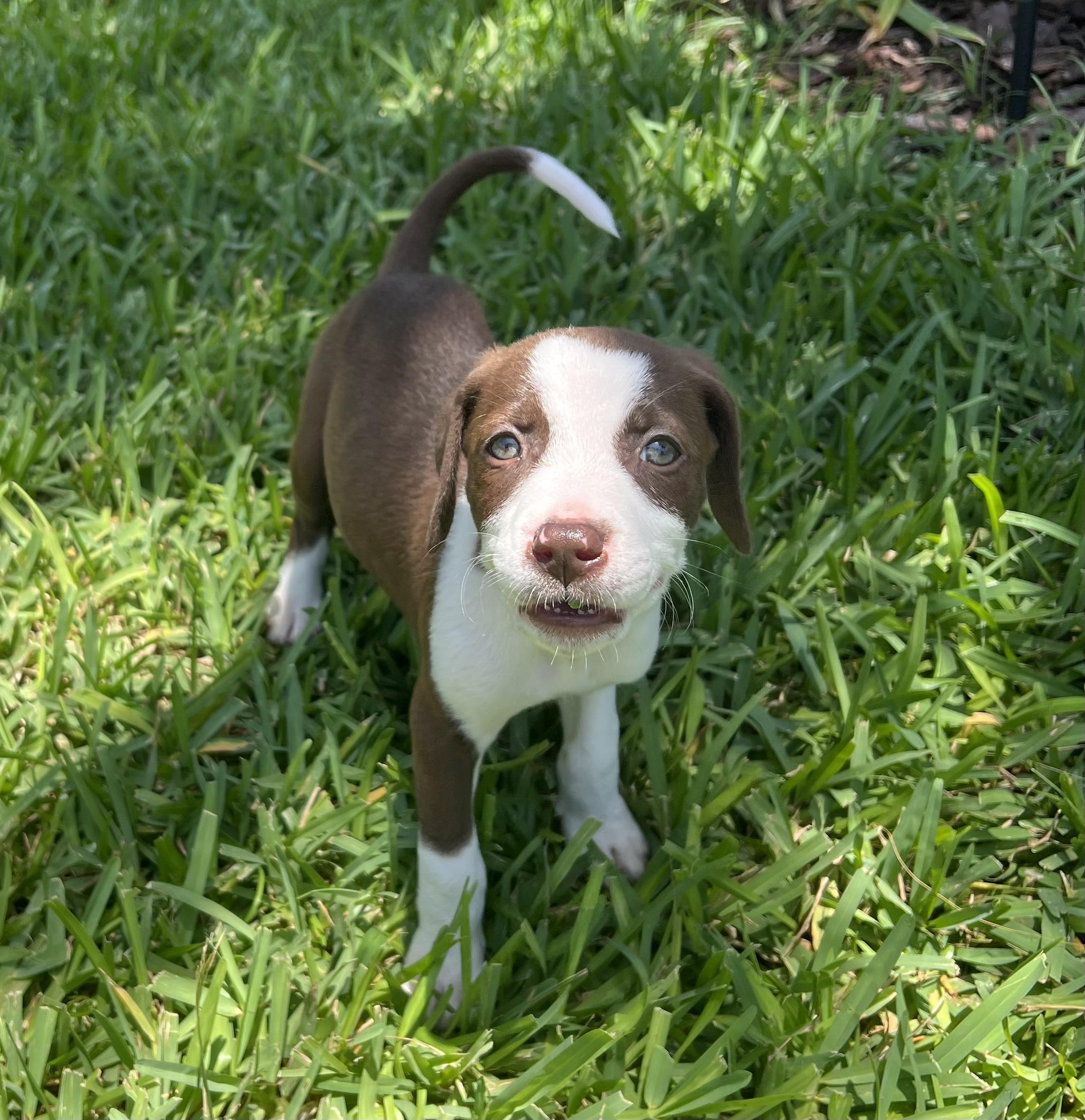 Ellie, a ADOPTABLE mixed breed in St Augustine, FL image 3/5