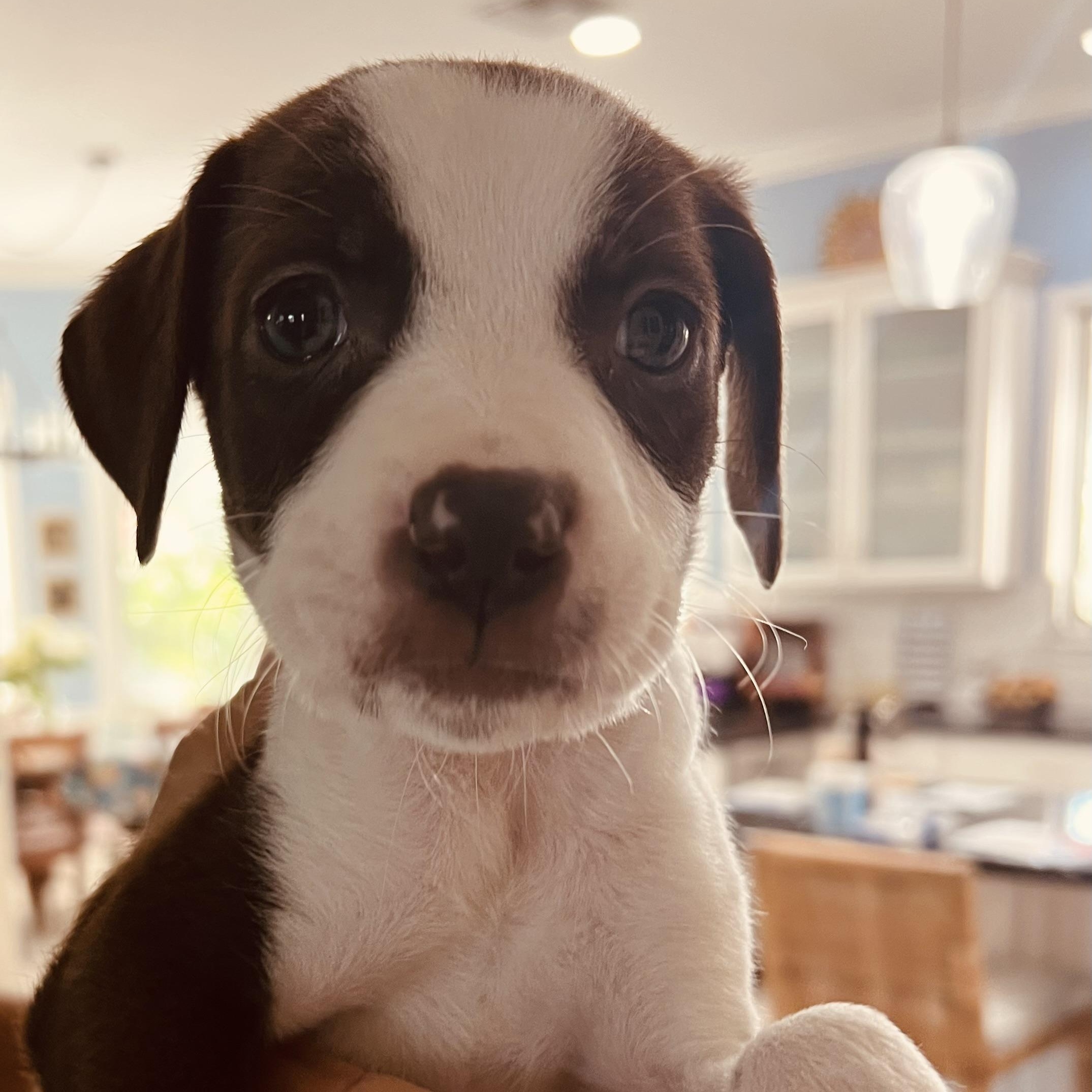 Ellie, a ADOPTABLE mixed breed in St Augustine, FL image 1/5