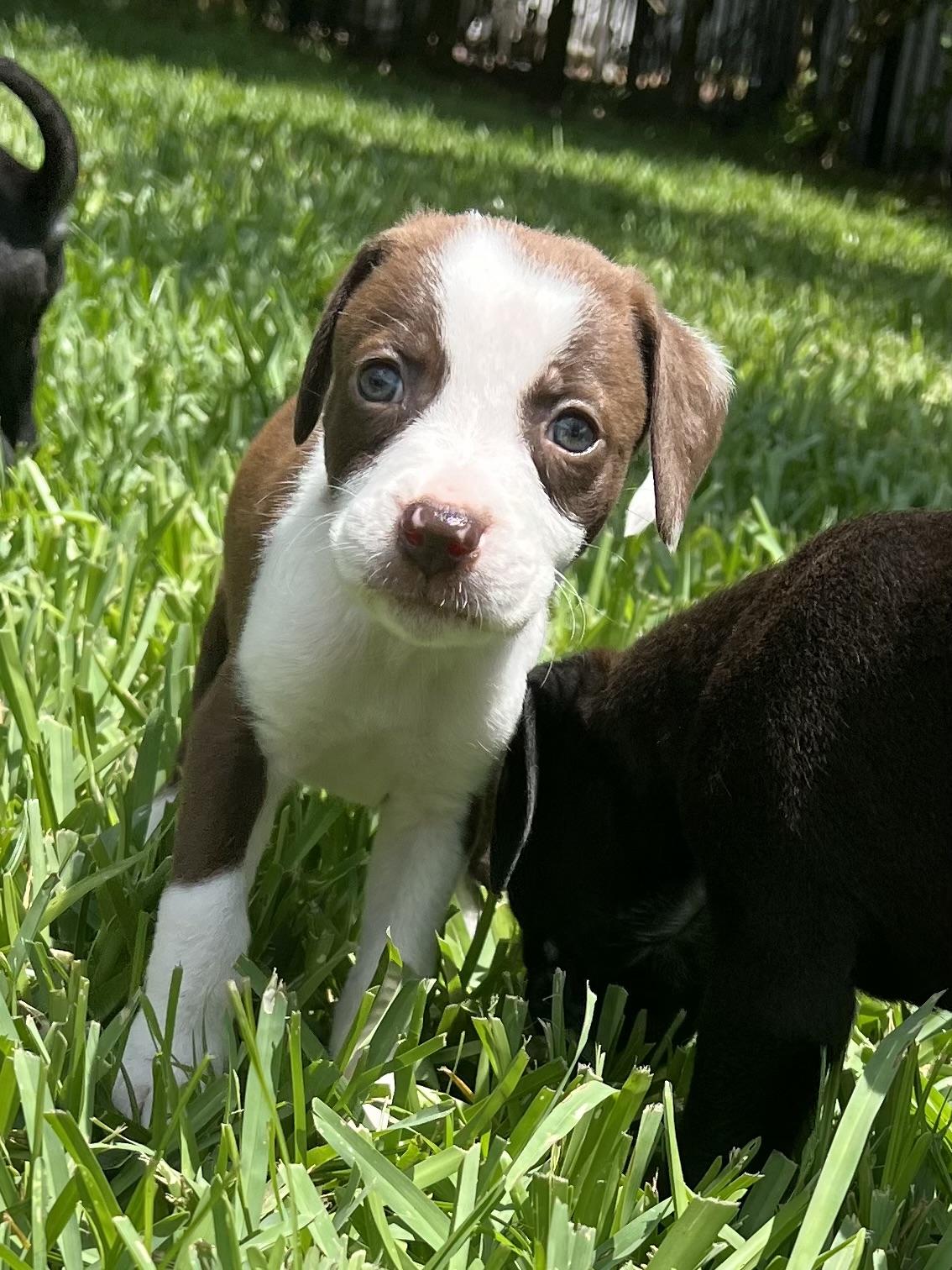 Ellie, a ADOPTABLE mixed breed in St Augustine, FL image 2/5