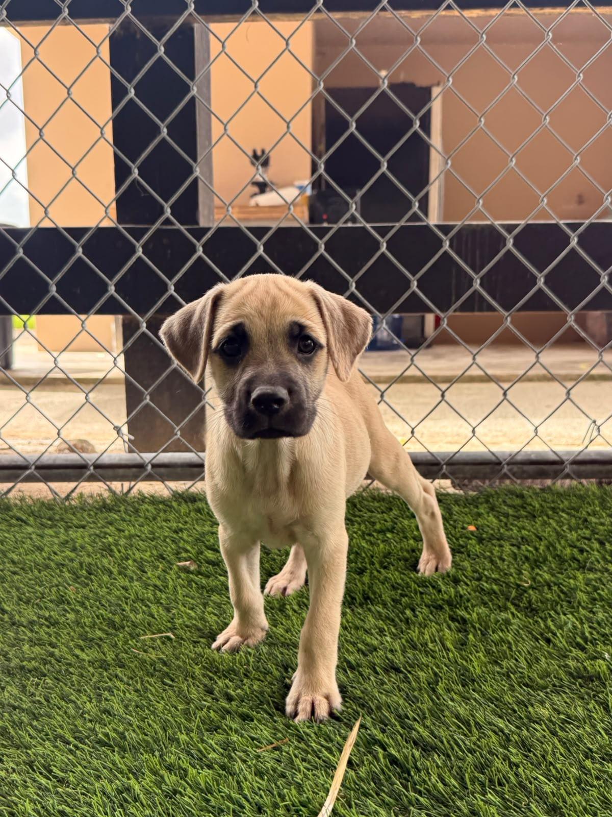 Enlarge Jude, a ADOPTABLE Mixed Breed in Morristown, NJ image 2/3
