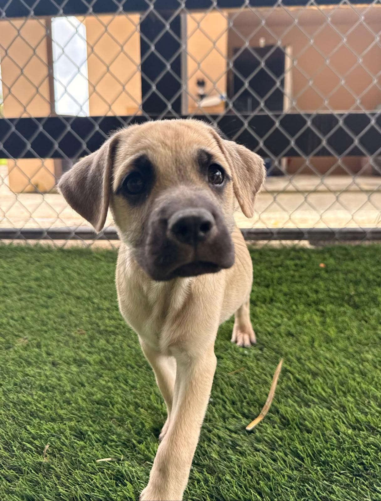 Enlarge Jude, a ADOPTABLE Mixed Breed in Morristown, NJ image 1/3