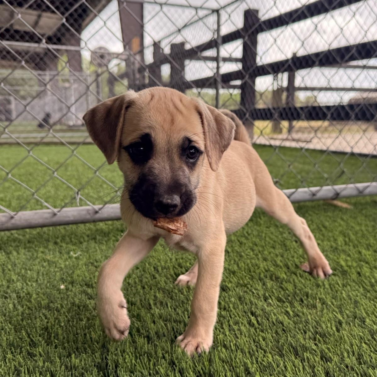 Enlarge Jude, a ADOPTABLE Mixed Breed in Morristown, NJ image 3/3