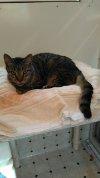 Rascal, Adoptable, Adult Male Domestic Short Hair.