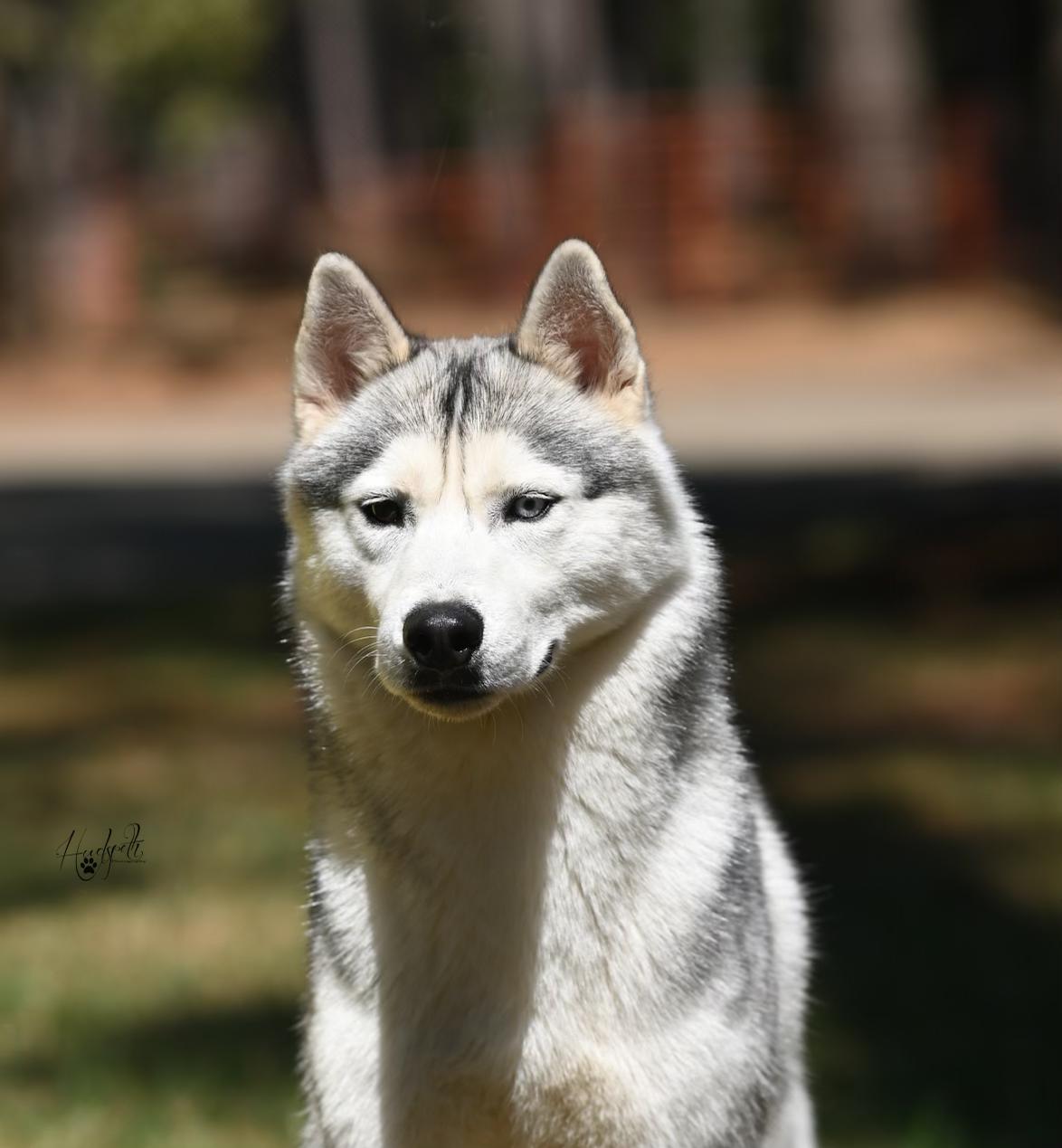 Dandy, a Adoptable Siberian Husky in Campbell, CA image 1/2