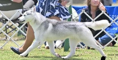 Dandy, a Adoptable Siberian Husky in Campbell, CA image 2/2