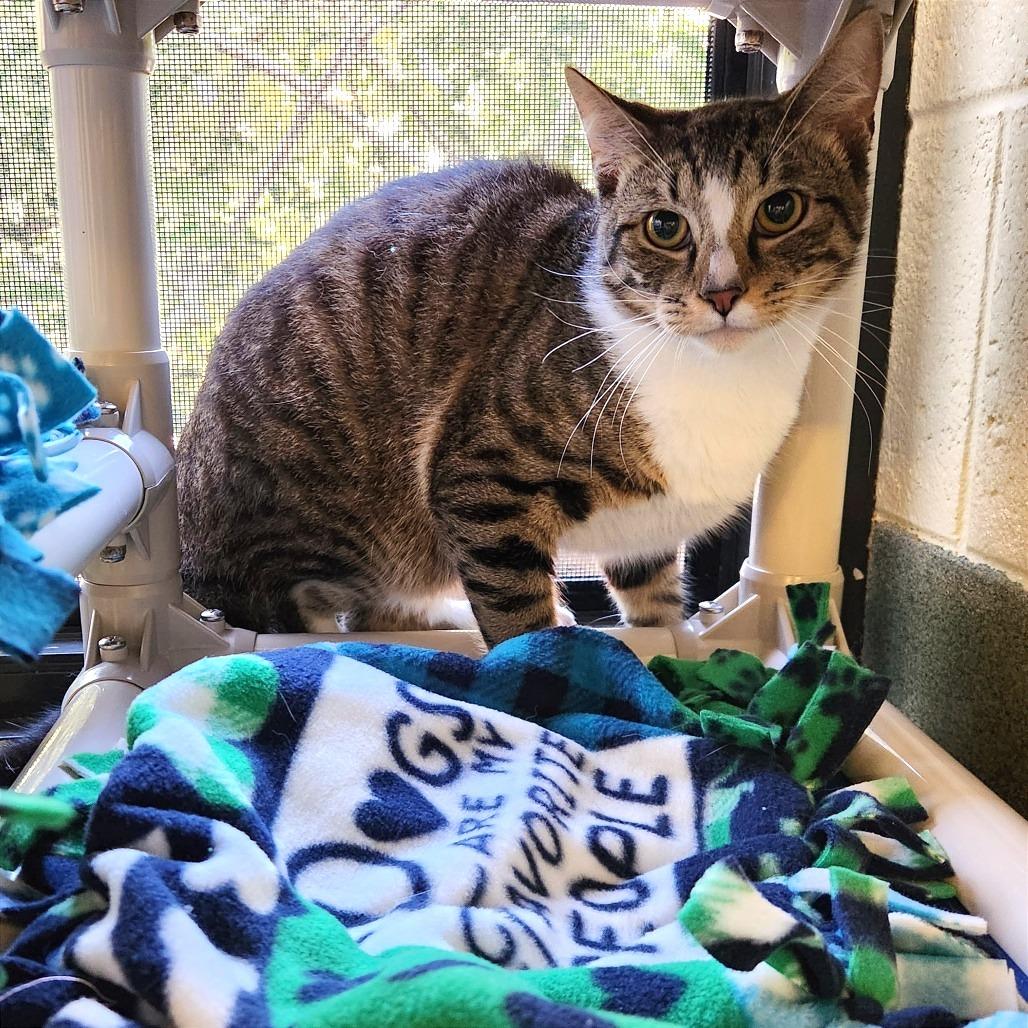 Jackson, Adoptable, Young Male Domestic Short Hair.