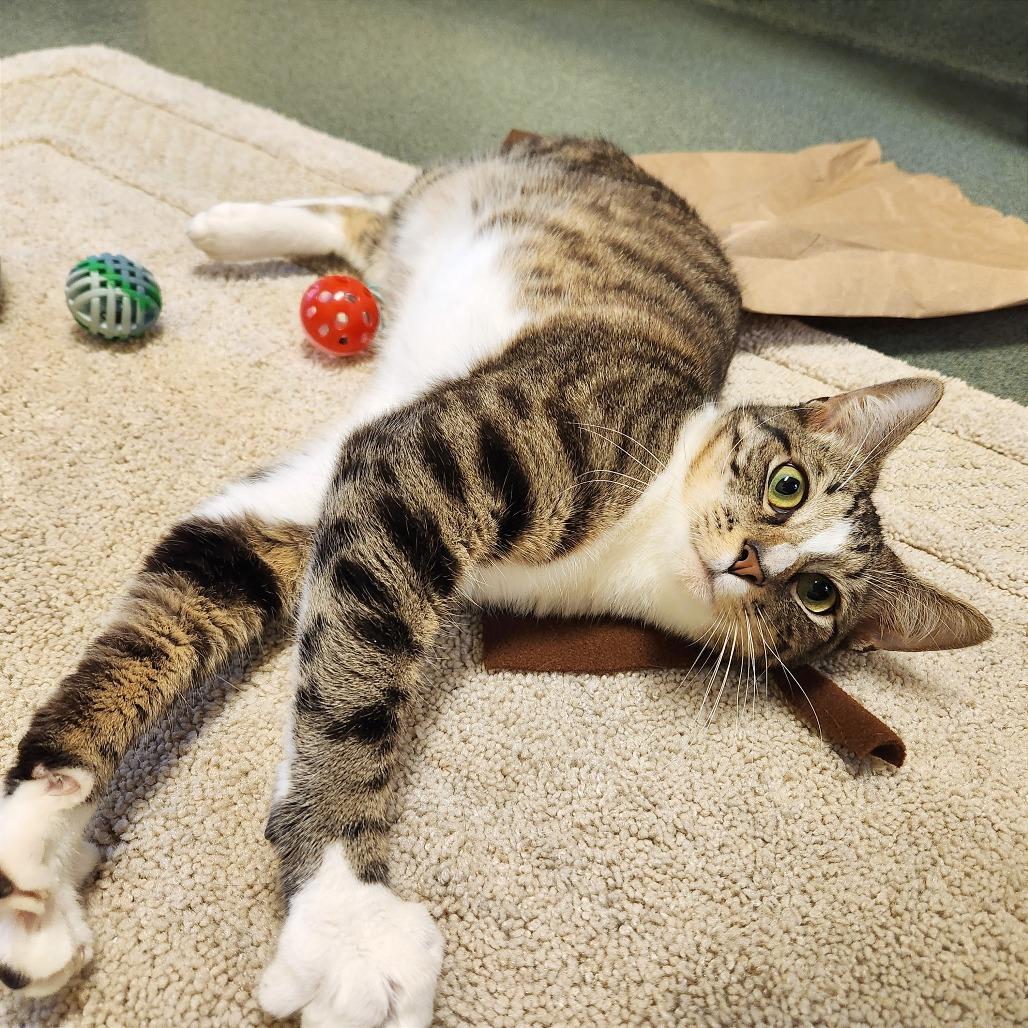 Jackson, a Adoptable Domestic Short Hair in Naples, FL image 2/4
