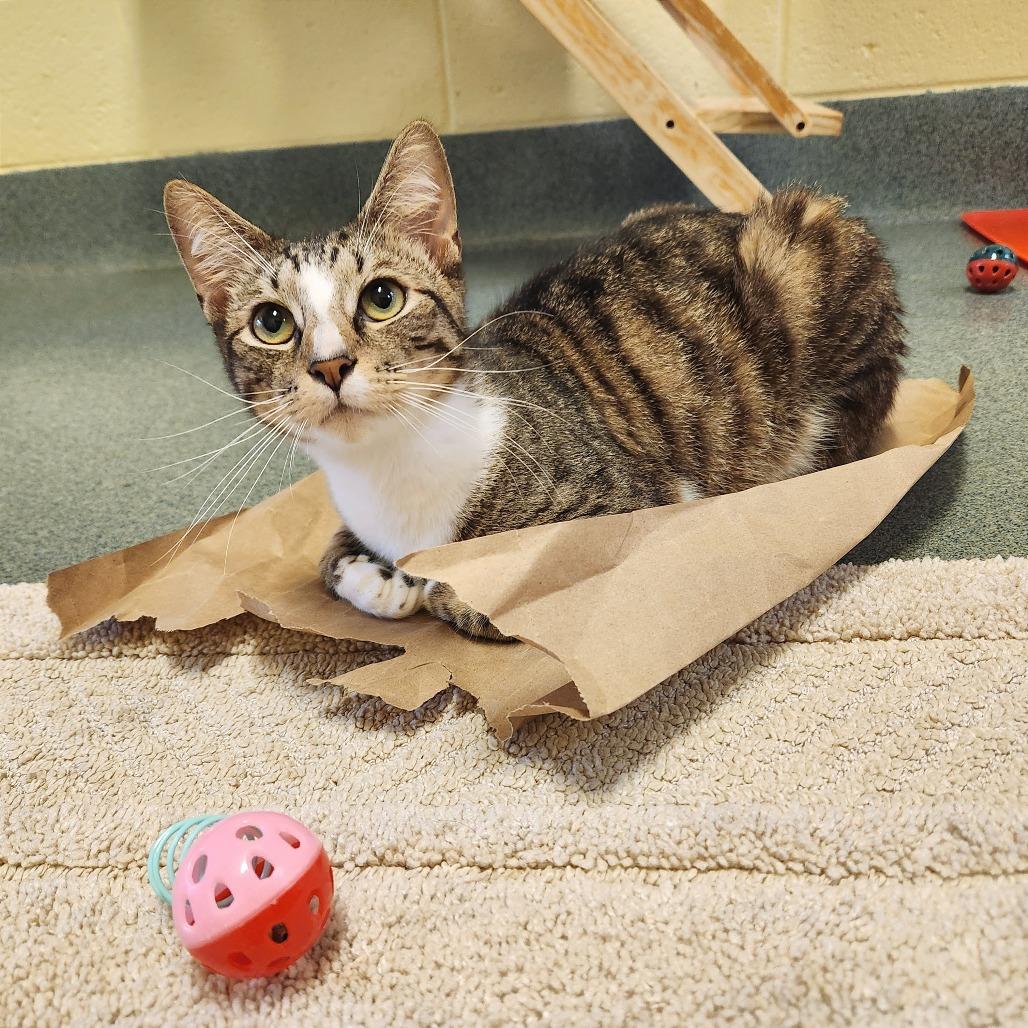 Jackson, a Adoptable Domestic Short Hair in Naples, FL image 3/4