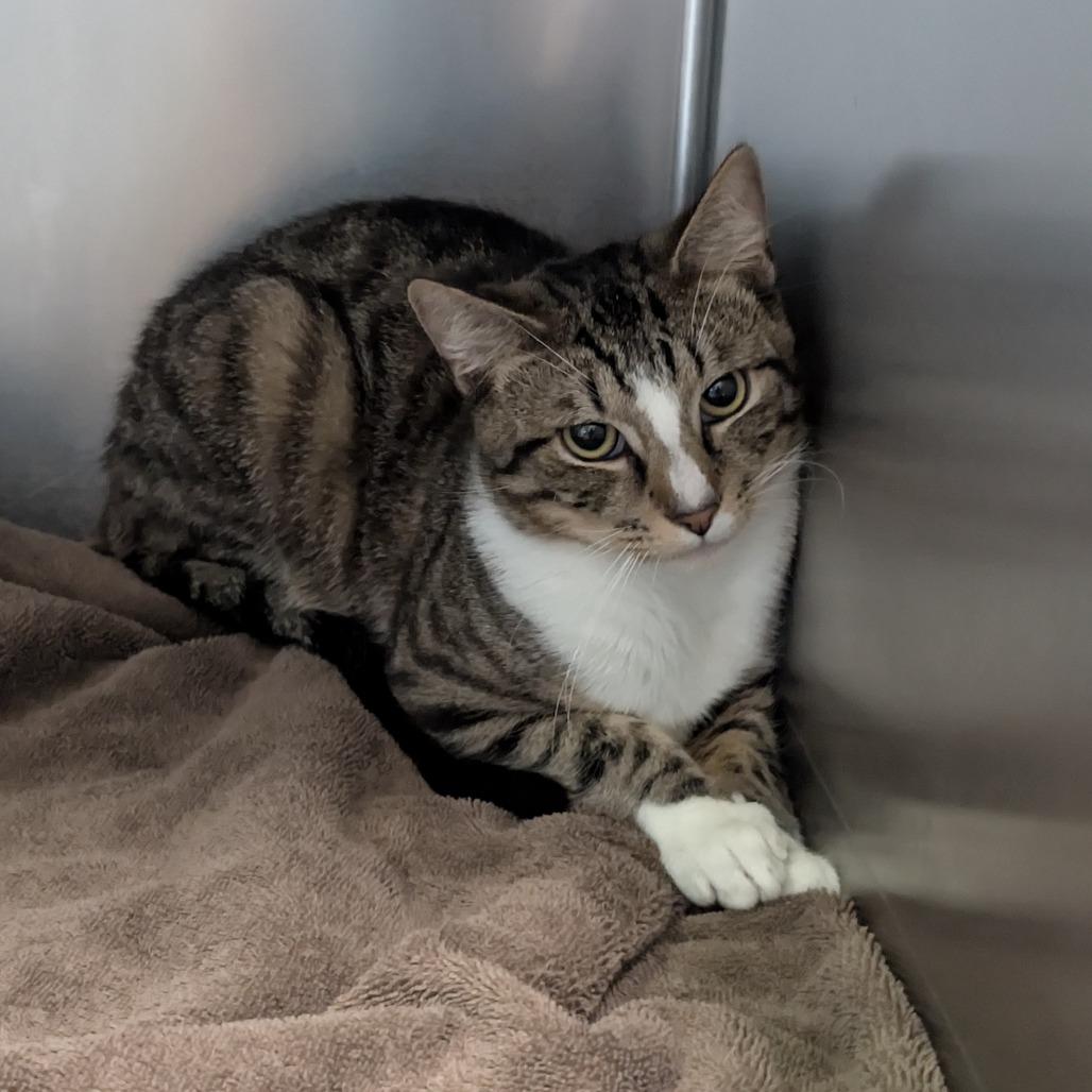Jackson, a Adoptable Domestic Short Hair in Naples, FL image 4/4