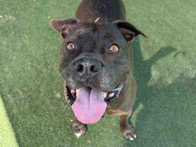 MIA, Adoptable, Adult Female Pit Bull Terrier & Mixed Breed.