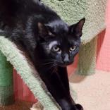 Rocky Cat, Adoptable, Adult Male Domestic Short Hair.