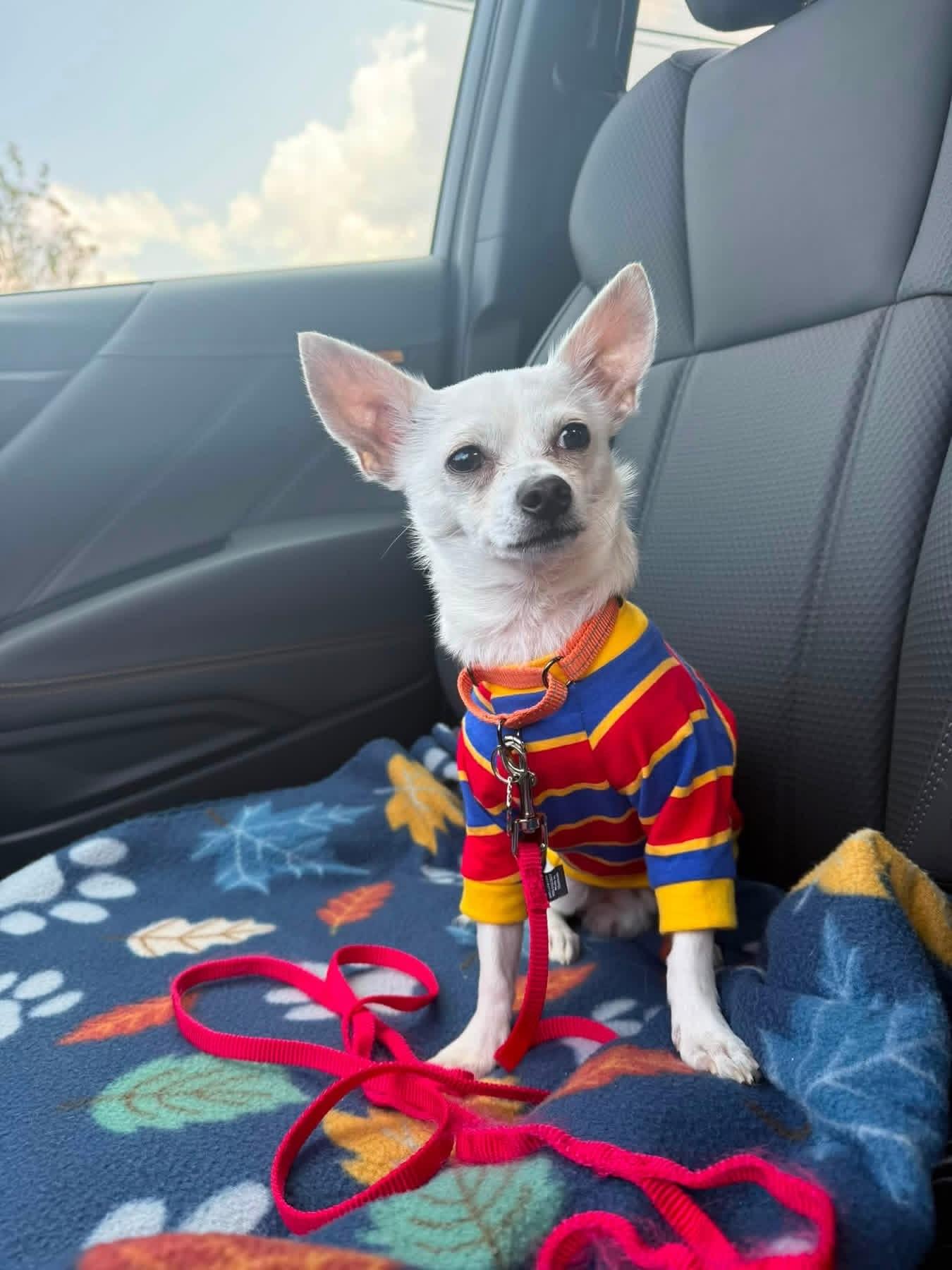Detour, Adopted, Young Male Chihuahua.