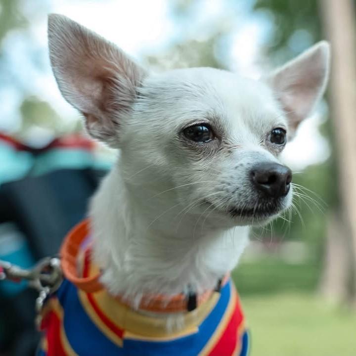 Enlarge Detour, a Adopted Chihuahua in Grafton, OH image 2/4