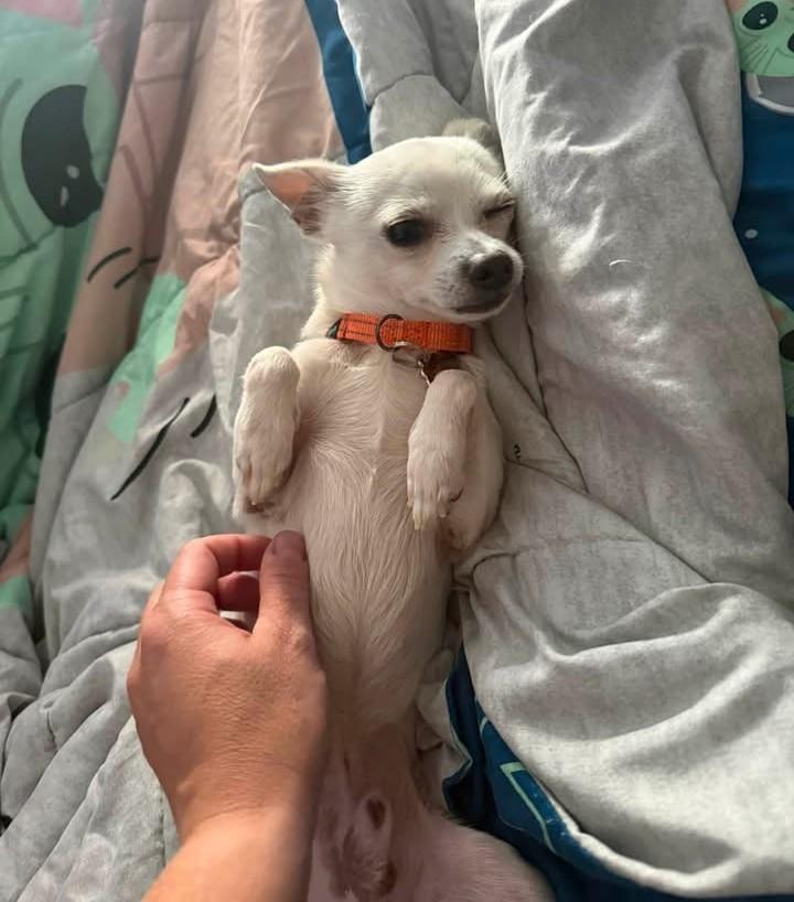 Enlarge Detour, a Adopted Chihuahua in Grafton, OH image 4/4